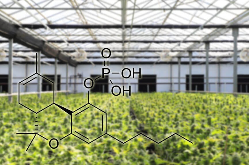 What is THC-O Acetate Effects? Is It Legal?