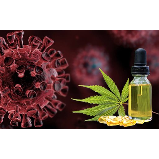 CBD oil – Does it help to fight covid-19 Coronavirus?